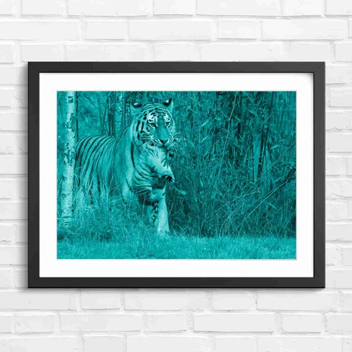 Mother tiger carrying - tiger, in