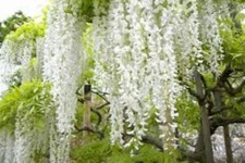 6 x  White Wisteria Seeds - Hardy Climber, Stunning & unusual  white Flowers