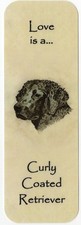 CURLY COATED RETRIEVER DOG