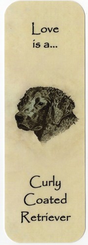 Curly coated retriever dog - curly,