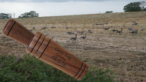 Goose call greylag - goose,