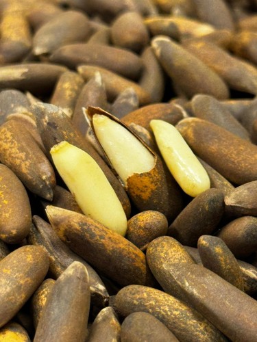 Fresh pine nuts organic 100 - fresh,