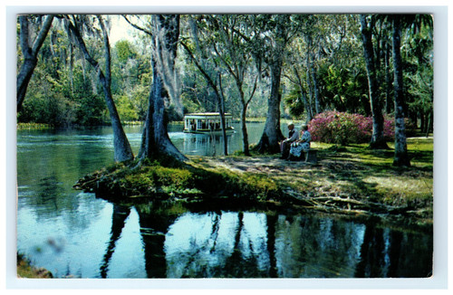 Scenic cypress trees - scenic, swamp