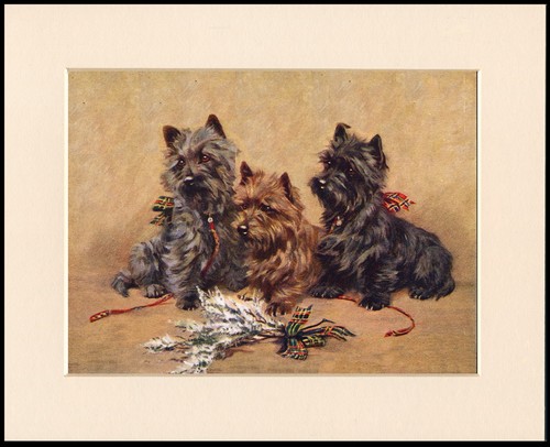 Cairn terrier dog art print - cairn,