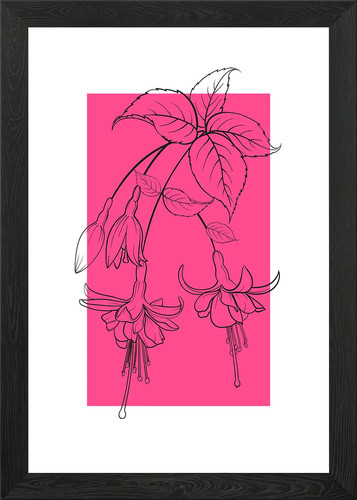 Fuchsia flower beautiful - fuchsia,