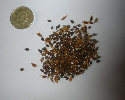 Oriental spruce caucasian - oriental,