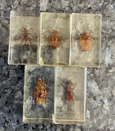 Specimen insects resin - specimen,