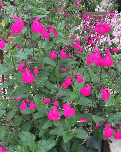 Salvia cerro petosi - salvia, petosi'