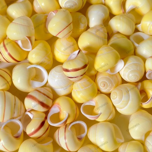 Natural yellow sea - grape, land