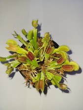 3 small Venus Flytraps (Fly