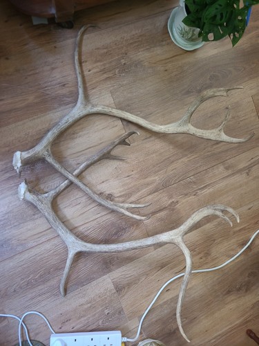 Large pair reindeer - large,