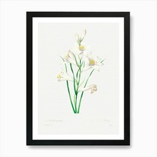 White Lily, Pierre Joseph