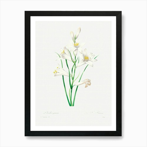 White lily pierre joseph - white,