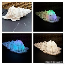Sandstone large conch - sandstone, shell