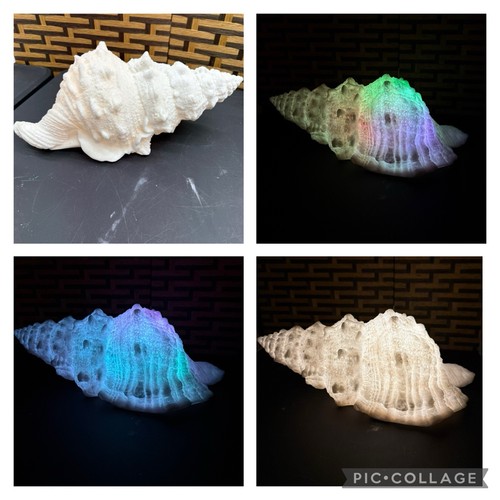 Sandstone large conch - sandstone,