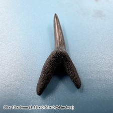 Fossil sand tiger shark tooth