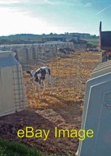 Photo 6x4 Calf pens in a row Linton/SK2716  c2007
