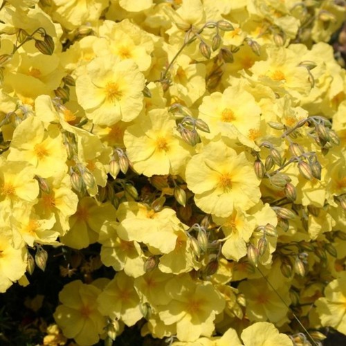 Helianthemum plug plants