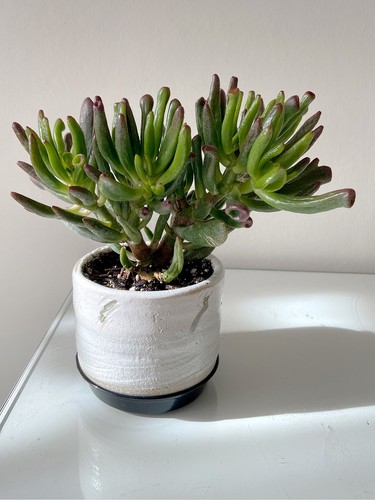 Crassula ovata gollum - crassula,