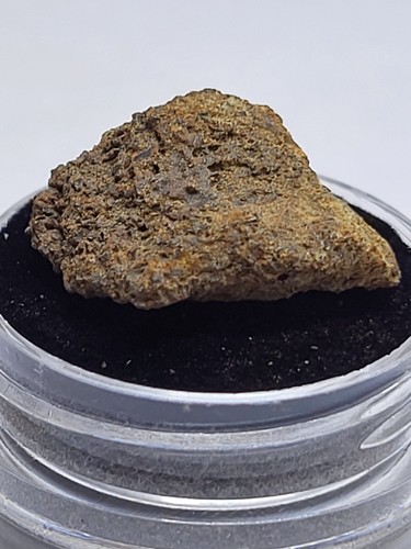 Triceratops skull fossil - triceratops,