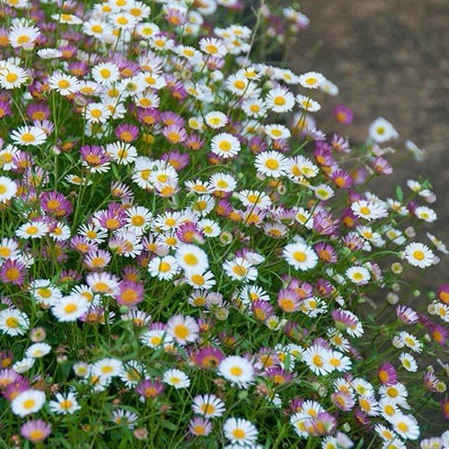 Mini erigeron - x,