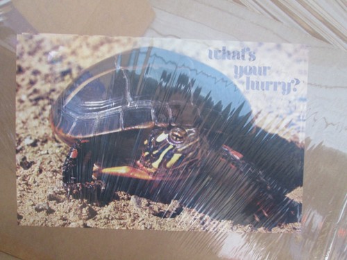 What your hurry - your, turtle