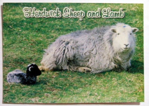 Postcard herdwick sheep - postcard, &