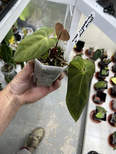 Anthurium blue pap forgetii - blue, x