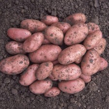 Seed Potato 'Desiree'
