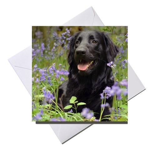 Greeting card blank inside - card,