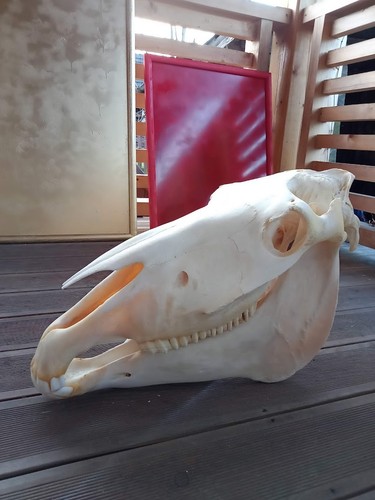 Large horse skull teeth bone