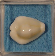 Cypraea moneta pleoronectes - cypraea,