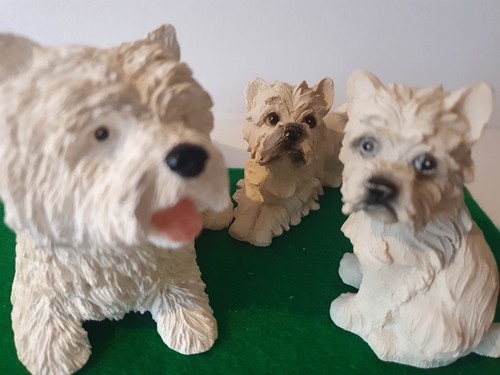 West highland white terrier - white,