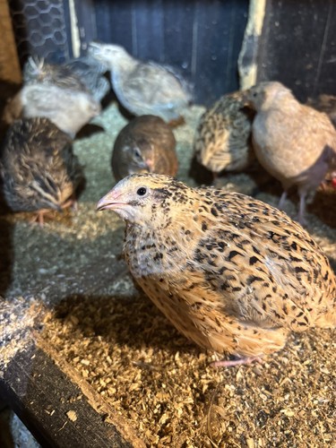 Quail fresh eating eggs - eating,