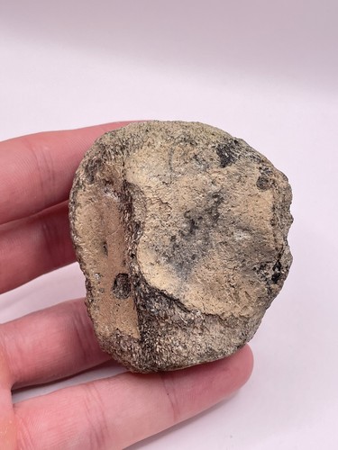 Carolina fossil whale dolphin - carolina,
