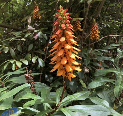 Digitalis sceptrum sceptre - digitalis,