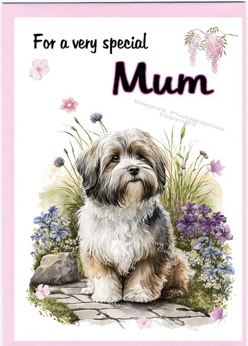 Havanese dog blank card - blank,