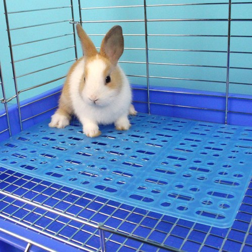 4pcs rabbit mats small animal - rabbit,
