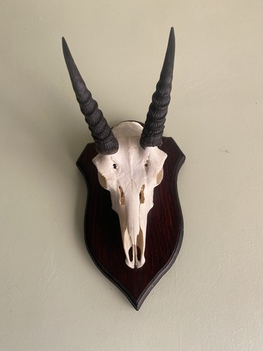 Mountain reedbuck skull - mountain, and