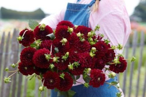 Dahlia tuber maroon fox - dahlia,