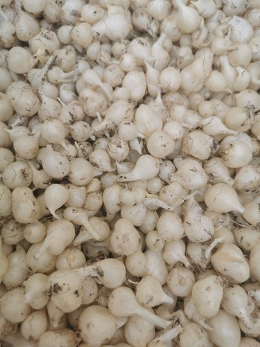 Allium triquetum bulbs - triquetum,
