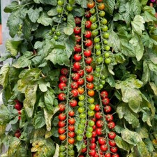 Tomato 'Rapunzel' F1 1x Seed
