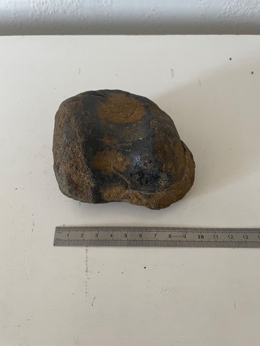 Iguanodon vertebra worn but