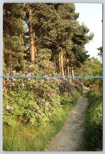 D307022 The Pinetum W Halliday Garden Wisley Surrey England Burgess and Son Abin