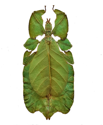 Phyllium pulchrifolium large - phyllium,