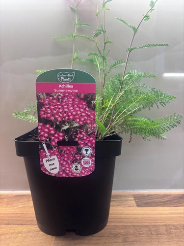 Achillea summerwine yarrow - 2l,
