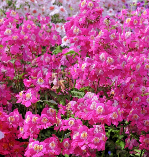 1500x schizanthus wisetonensis - 1500x,