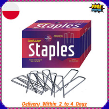 50 Pack Ashman 12 Inch