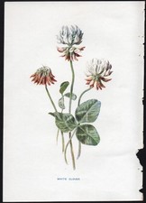 c1902 Hulme Familiar Wild