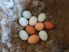 Hand blown organic free range